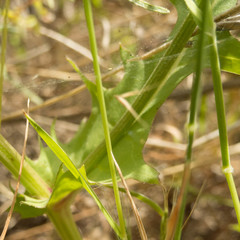 Crepis vesicaria taraxacifolia