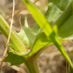 Crepis vesicaria taraxacifolia