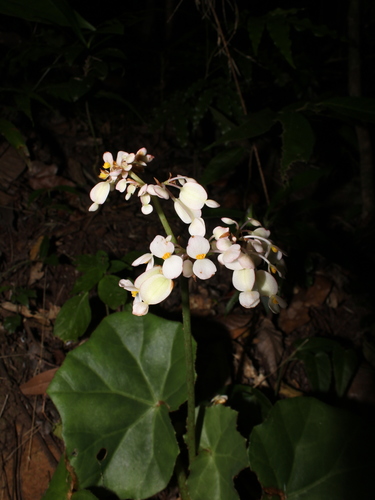 Begonia cardiocarpa image