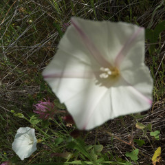 Calystegia purpurata