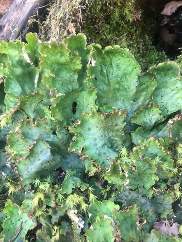 ruffled freckled pelt lichen