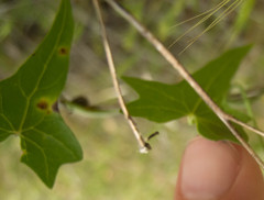Calystegia purpurata