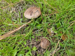 Agaricus incultorum