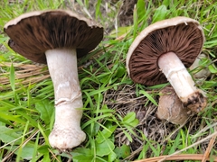 Agaricus incultorum