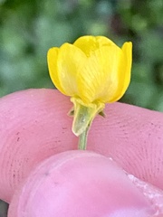 Ranunculus bulbosus