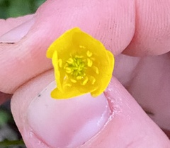 Ranunculus bulbosus
