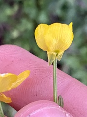 Ranunculus bulbosus