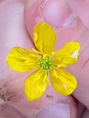 Ranunculus bulbosus
