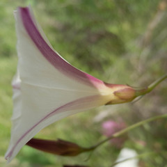 Calystegia purpurata