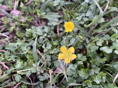 Ranunculus bulbosus