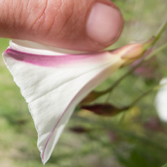 Calystegia purpurata