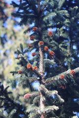 Mexican Spruce (Picea mexicana)