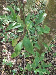 Pilocarpus racemosus