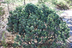 Pinus culminicola