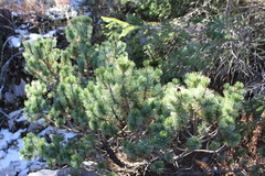 Pinus culminicola