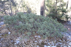Pinus culminicola