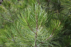 Pinus greggii