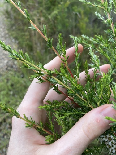 Image of Prickly Tea Tree (Leptospermum juniperinum) by (c) Thomas Mesaglio, some rights reserved (CC BY)
