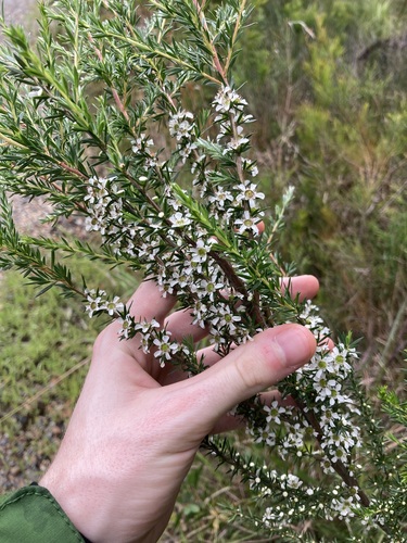Image of Leptospermum juniperinum by (c) Thomas Mesaglio, some rights reserved (CC BY)