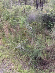Leptospermum juniperinum