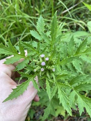 Erechtites valerianifolius