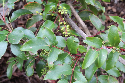 Image of Berberis gracilis by (c) Rafael Torres, some rights reserved (CC BY-SA)