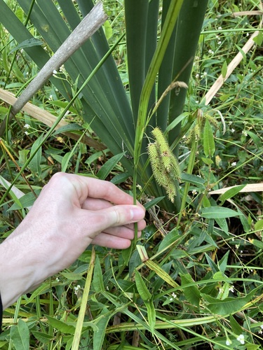 Image of Carex fascicularis by (c) Thomas Mesaglio, some rights reserved (CC BY)
