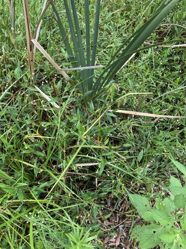 Image of Carex fascicularis by (c) Thomas Mesaglio, some rights reserved (CC BY)