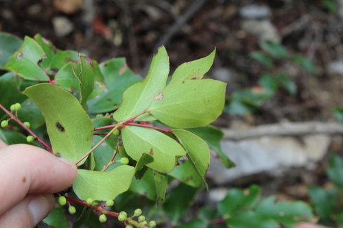 Image of Berberis gracilis by (c) Rafael Torres, some rights reserved (CC BY-SA)