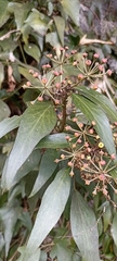 Hedera nepalensis