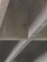 Petrochelidon pyrrhonota