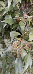 Hedera nepalensis