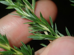 Leptospermum juniperinum