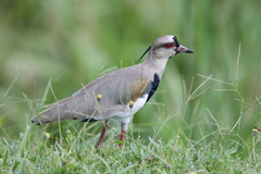 Vanellus chilensis cayennensis