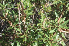 Comarostaphylis