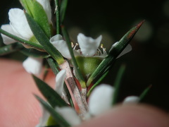 Leptospermum juniperinum