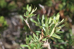 Comarostaphylis