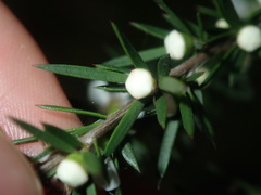 Leptospermum juniperinum