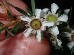 Leptospermum juniperinum