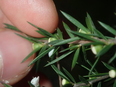 Leptospermum juniperinum