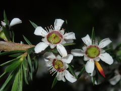 Leptospermum juniperinum