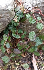 Rubus nepalensis
