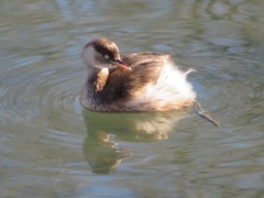 Tachybaptus ruficollis