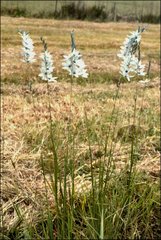 Ixia viridiflora