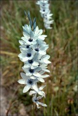 Ixia viridiflora