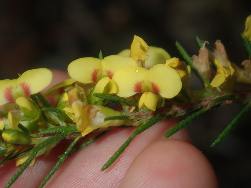 Image of Dillwynia floribunda by (c) Thomas Mesaglio, some rights reserved (CC BY)