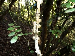 Mezoneuron brachycarpum