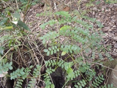 Mezoneuron brachycarpum