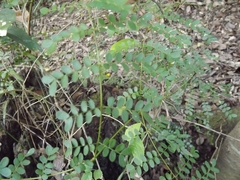 Mezoneuron brachycarpum