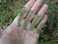 Mezoneuron brachycarpum